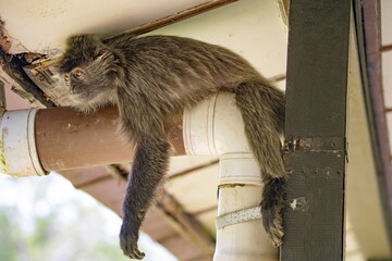 Małpa na rynnie pod dachem © Jacek