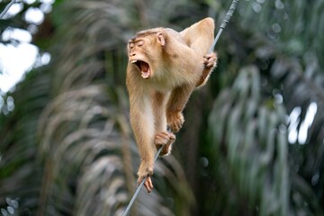 Makak na linie, Borneo
