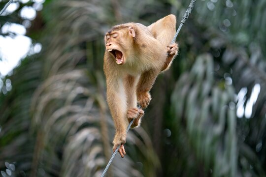 Makak na linie, Borneo