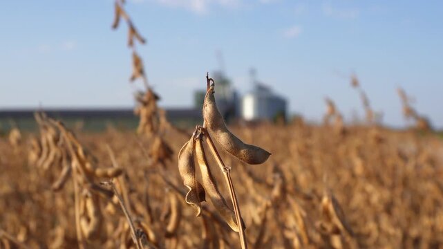 Close-up view of harvested soybean plants in a field with grain silos in the background on a clear day