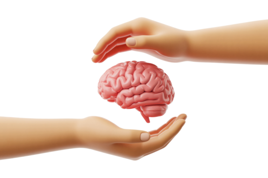 Two stylized hands protectively holding a human brain model, symbolizing mental health, cognitive care, and intellectual well-being in 3D. background removed