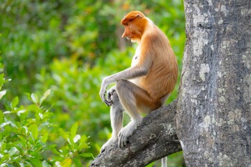 Nosacz sundajski - Nasalis larvatus - Borneo