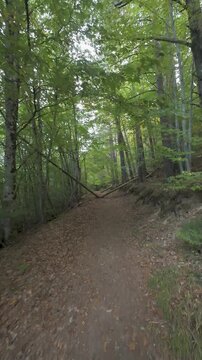 Personal perspective walking on a path in the irati forest