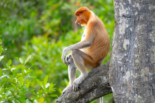 Nosacz sundajski - Nasalis larvatus - Borneo