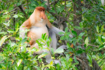 Nosacz sundajski - Nasalis larvatus - Borneo