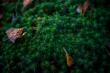 Nordic forest moss with autumn leaves
