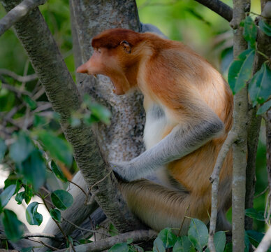 Nosacz sundajski - Nasalis larvatus - Borneo