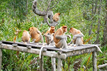 Stado nosaczy na platformie, Borneo, Malezja