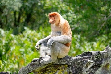 Nosacz sundajski - Nasalis larvatus - Borneo