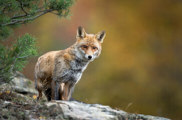 Red Fox ( Vulpes vulpes ) close up
