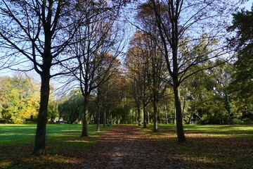 Scenic fall landscape: Colorful fallen leaves from bare trees on the path of a public park