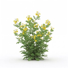 Wildflowers of a celandine bush isolated on a white background
