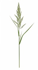 Single grass stem with seed head isolated on a white background
