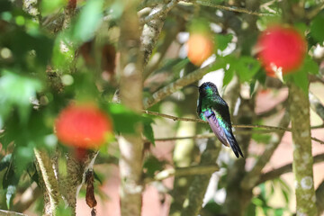 Iridescent green Violet-fronted Hummingbird (Thalurania glaucopis) perched on a branch. Violet crown. Red and orange bokeh suggests bell flowers surrounding it. Wildlife forest scene.