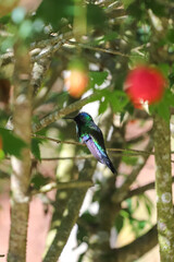 Iridescent green Violet-fronted Hummingbird (Thalurania glaucopis) perched on a branch. Violet crown. Red and orange bokeh suggests bell flowers surrounding it. Wildlife forest scene.