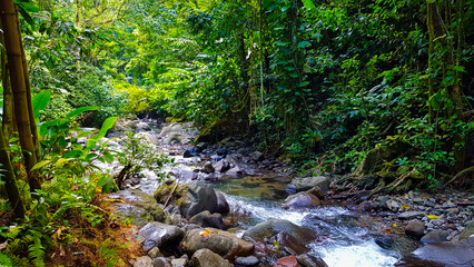 Rivière cristalline serpentant à travers la jungle luxuriante et dense
