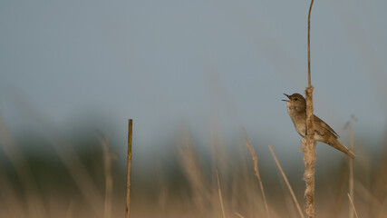 Eurasian Reed Warbler singing on cattail at sunset, Netherlands
