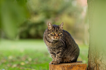 Pretty tabby cat sits on a tree stump and looking attentively to her right. The cat is observing in a summer or autumn garden