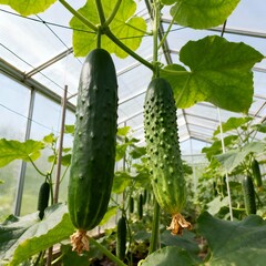 Close up of two green cucumbers hanging in a greenhouse with leaves and a metal frame structure