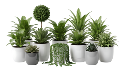 Indoor plant arrangement on black background with different leaf types