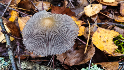 A close-up of a mushroom cap. The cap, with its detailed gills and water droplets, is set against a backdrop of decaying autumn leaves and forest debris on the damp forest floor.
