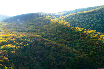 mountain landscape with yellow flowers