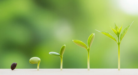 Plant growth stages: a visual guide to germination and development