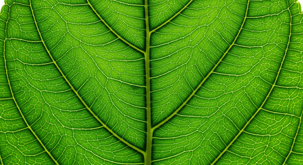Close-up of a vibrant green leaf showcasing intricate vein details and textures. This macro shot highlights the natural beauty and complex patterns found in the structure of a healthy leaf