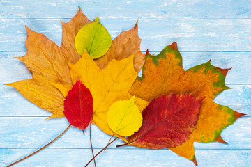 background of autumn leaves yellow, red and green on a wooden background