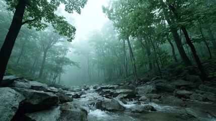 Serene forest stream flowing over rocks amid misty greenery with abundant trees and tranquil atmosphere