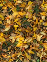Close-up of dry autumn leaves on the ground. Natural texture and warm earthy tones symbolizing fall season and change in nature.