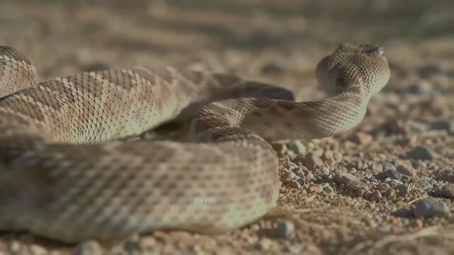 Rattlesnake Coiled on Rocky Desert Ground, Head Raised and Alert in Natural Habitat