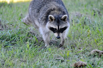 Close-up picture of a Raccoon in fall