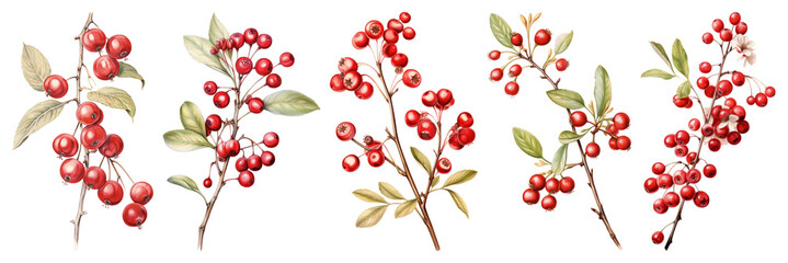 PNG Vibrant botanical berry illustration, element set on transparent background
