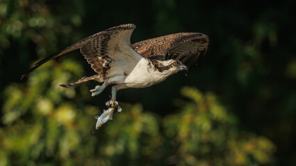 A majestic osprey in flight, clutching a fish in its talons. The bird exhibits stunning features against a blurred green background, showcasing its hunting prowess in a natural habitat.