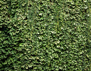 Lush green wall of climbing ivy for a natural background or texture