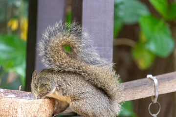 Photograph of a beautiful squirrel feeding on a coconut in its natural habitat.	