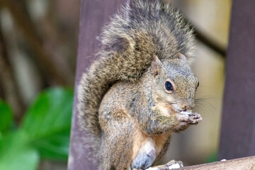 Obraz premium Photograph of a beautiful squirrel feeding on a coconut in its natural habitat. 