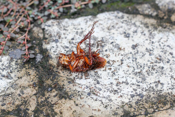 dead cockroach surrounded by ants