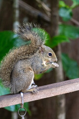 Obraz premium Photograph of a beautiful squirrel feeding on a coconut in its natural habitat.