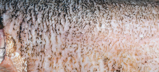 A close-up of the texture of a large, fresh, cleaned fish. Silver carp. The idea is to prepare fresh and healthy food.