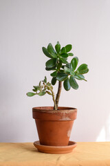 Maceta y plato de barro con una planta de Crássula Ovata y un esqueje de Kalanchoe tomentosa, sobre tela ocre y fondo neutro. Imagen en vertical.