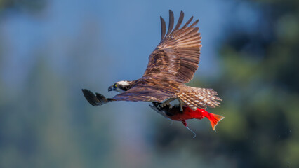 A majestic osprey soars through the air, clutching a vibrant Kokanee salmon. The stunning wildlife scene showcases the beauty of nature and the predator-prey relationship in its natural habitat.
