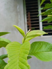 Guava Plant Psidium guajava Leaves and Fresh New Growth in Natural Green Environment