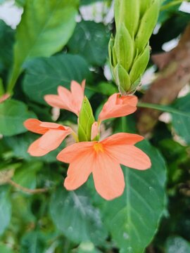 Firecracker Flower Crossandra Infundibuliformis Kanakambaram Aboli Orange Bloom Tropical Garden Plant