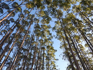 Eucalyptus trees viewed from below