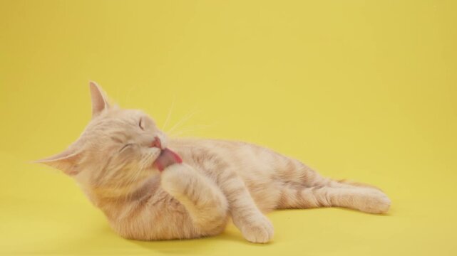 Ginger cat stretches out flat against vibrant yellow background. Limbs and tail extended.