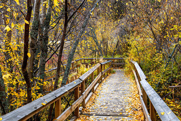 Naklejka premium Okanagan yellow lake in late autumn