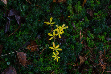 Nordic forest floor with yellow leaves and green moss
