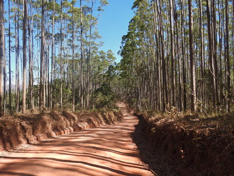 path in a tree farm